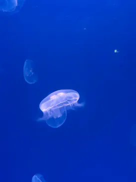 大分マリーンパレス水族館 「うみたまご」に投稿された画像（2026/10/17）