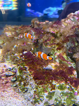 大分マリーンパレス水族館 「うみたまご」に投稿された画像（2026/10/17）