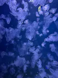 新江ノ島水族館に投稿された画像（2026/10/17）