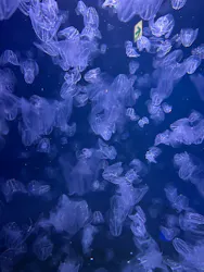 新江ノ島水族館に投稿された画像（2026/10/17）