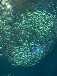 新江ノ島水族館に投稿された画像（2026/10/17）