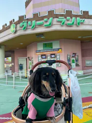 グリーンランドに投稿された画像（2026/10/17）