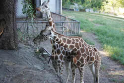 名古屋市東山動植物園に投稿された画像（2026/10/17）