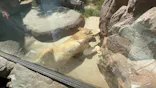 天王寺動物園に投稿された画像（2026/10/18）
