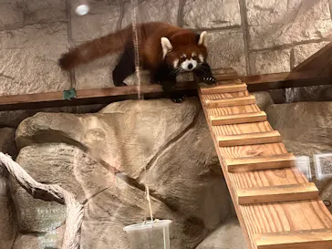 天王寺動物園に投稿された画像（2026/10/18）