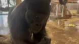 名古屋市東山動植物園に投稿された画像（2026/10/18）