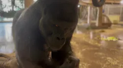 名古屋市東山動植物園に投稿された画像（2026/10/18）