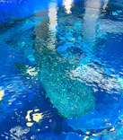沖縄美ら海水族館（館内体験）に投稿された画像（2026/10/18）