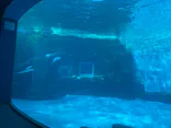 名古屋港水族館に投稿された画像（2026/10/18）