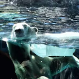 天王寺動物園に投稿された画像（2026/10/18）
