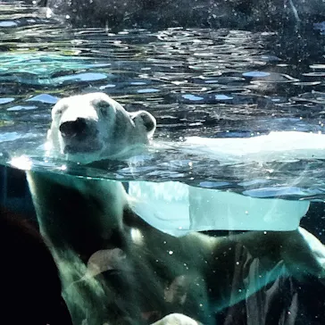 天王寺動物園に投稿された画像（2026/10/18）