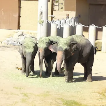 天王寺動物園に投稿された画像（2026/10/18）