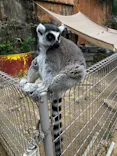 しろとり動物園に投稿された画像（2026/10/18）