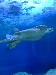 しながわ水族館に投稿された画像（2026/10/18）