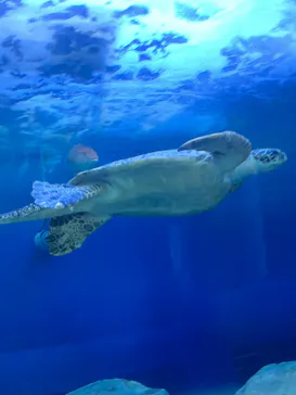 しながわ水族館に投稿された画像（2026/10/18）