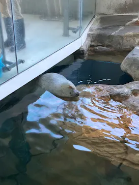 しながわ水族館に投稿された画像（2026/10/18）