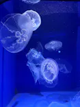 新江ノ島水族館に投稿された画像（2026/10/18）