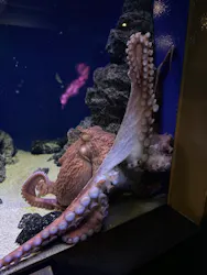 新江ノ島水族館に投稿された画像（2026/10/18）