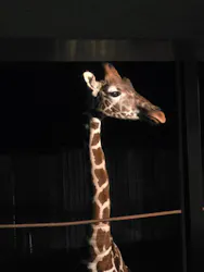 群馬サファリパークに投稿された画像（2026/10/18）
