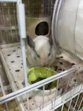 アルパカふれあいランド(Alpaca fureai land)に投稿された画像（2026/10/18）