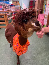 アルパカふれあいランド(Alpaca fureai land)に投稿された画像（2026/10/18）
