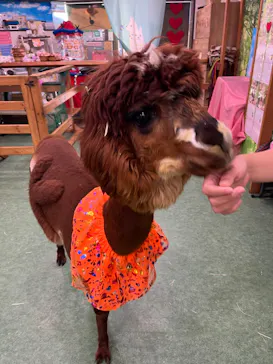 アルパカふれあいランド(Alpaca fureai land)に投稿された画像（2026/10/18）