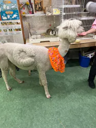 アルパカふれあいランド(Alpaca fureai land)に投稿された画像（2026/10/18）