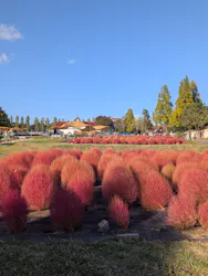 滋賀農業公園ブルーメの丘に投稿された画像（2026/10/18）