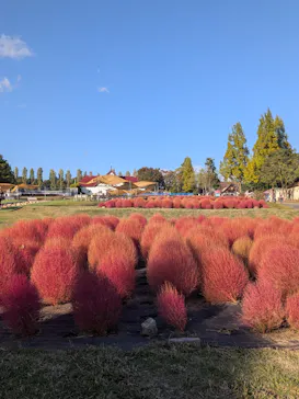 滋賀農業公園ブルーメの丘に投稿された画像（2026/10/18）