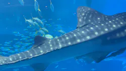沖縄美ら海水族館に投稿された画像（2026/10/18）