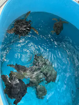 沖縄美ら海水族館に投稿された画像（2026/10/18）