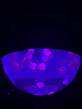 サンシャイン水族館に投稿された画像（2026/10/19）