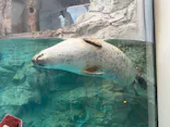 京都水族館に投稿された画像（2026/10/19）