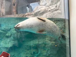 京都水族館に投稿された画像（2026/10/19）