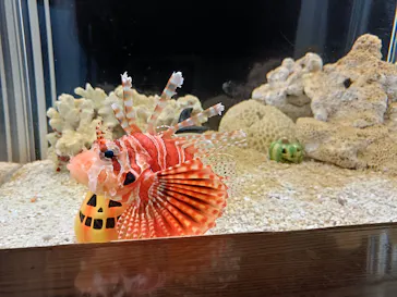 大分マリーンパレス水族館 「うみたまご」に投稿された画像（2026/10/19）