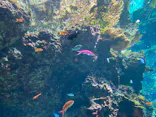 沖縄美ら海水族館に投稿された画像（2026/10/19）
