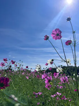 万博記念公園に投稿された画像（2026/10/19）
