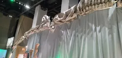 福井県立恐竜博物館に投稿された画像（2026/10/19）