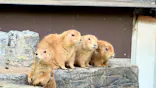 伊豆シャボテン動物公園に投稿された画像（2026/10/19）