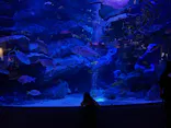すみだ水族館に投稿された画像（2026/10/19）