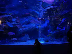 すみだ水族館に投稿された画像（2026/10/19）