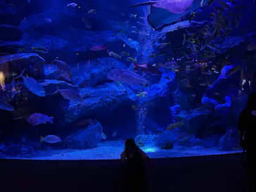 すみだ水族館に投稿された画像（2026/10/19）