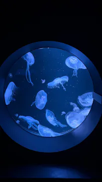 AOAO SAPPOROに投稿された画像（2026/10/19）