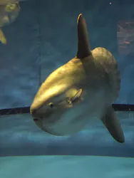 アクアワールド茨城県大洗水族館に投稿された画像（2026/10/20）