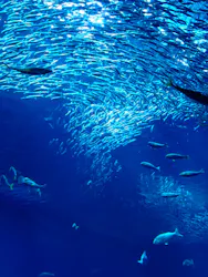 アクアワールド茨城県大洗水族館に投稿された画像（2026/10/20）