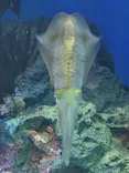 サンシャイン水族館に投稿された画像（2026/10/20）