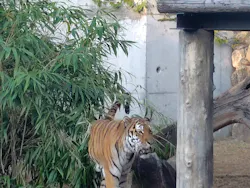 天王寺動物園に投稿された画像（2026/10/20）