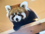 名古屋市東山動植物園に投稿された画像（2026/10/20）