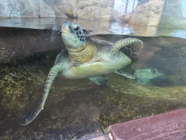 大分マリーンパレス水族館 「うみたまご」に投稿された画像（2026/10/20）