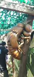 モビリティリゾートもてぎに投稿された画像（2026/10/20）